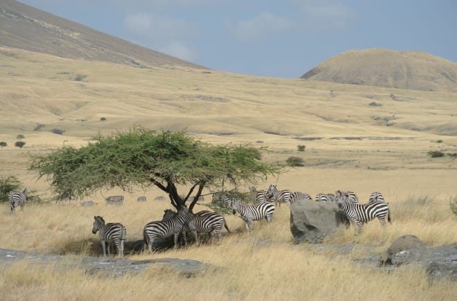 Manada de zebras cercada por pradarias amarelas
