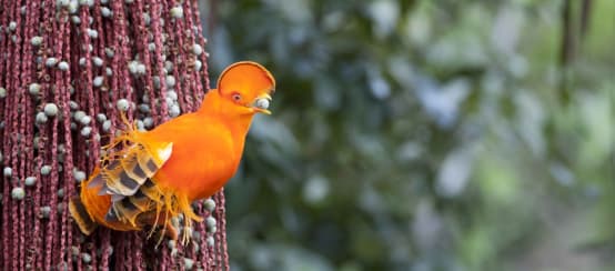 Galo-da-serra cor-de-laranja (pássaro)