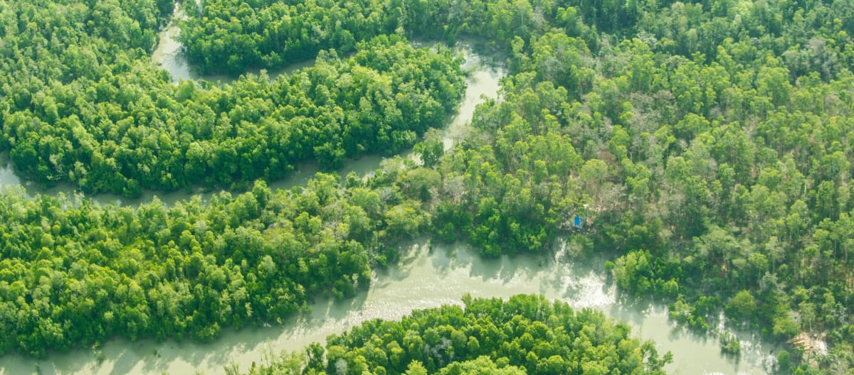 Um rio serpenteando-se pela floresta tropical.