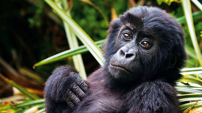 Regras de sobrevivência na selva selvagem gorila cidade rampage