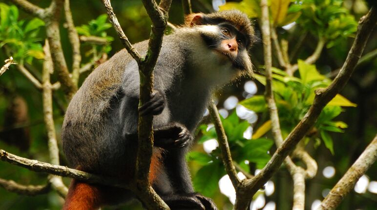 Macaco-de-orelhas vermelhas na Floresta do Ebo em Camarões